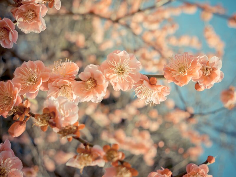 Sakura cherry blossom in japan